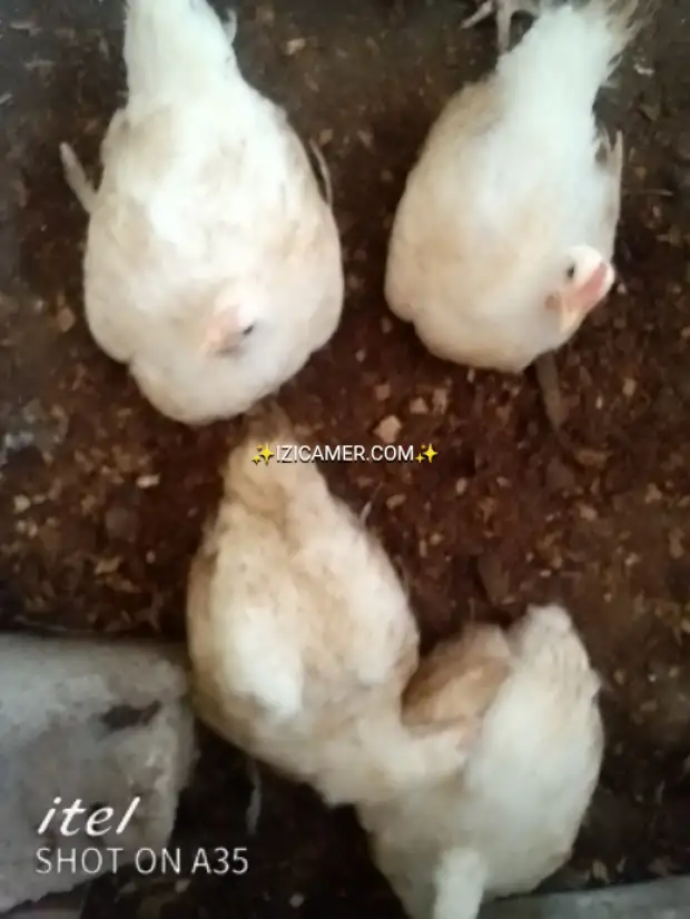 Valdez poultry farm.Cleaned or life table birds (chicken) | IZICAMER