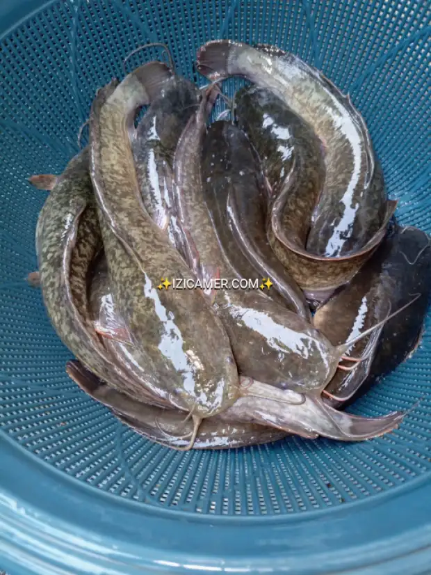 Poissons silure disponible