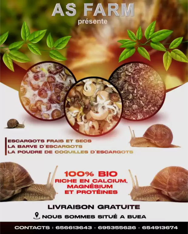Escargots séchés et frais , barve d'escargots , coquille d'escargots en poudre en sachets 1/2kg