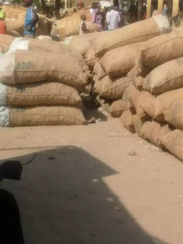 Oignons disponibles à Garoua en grande quantité