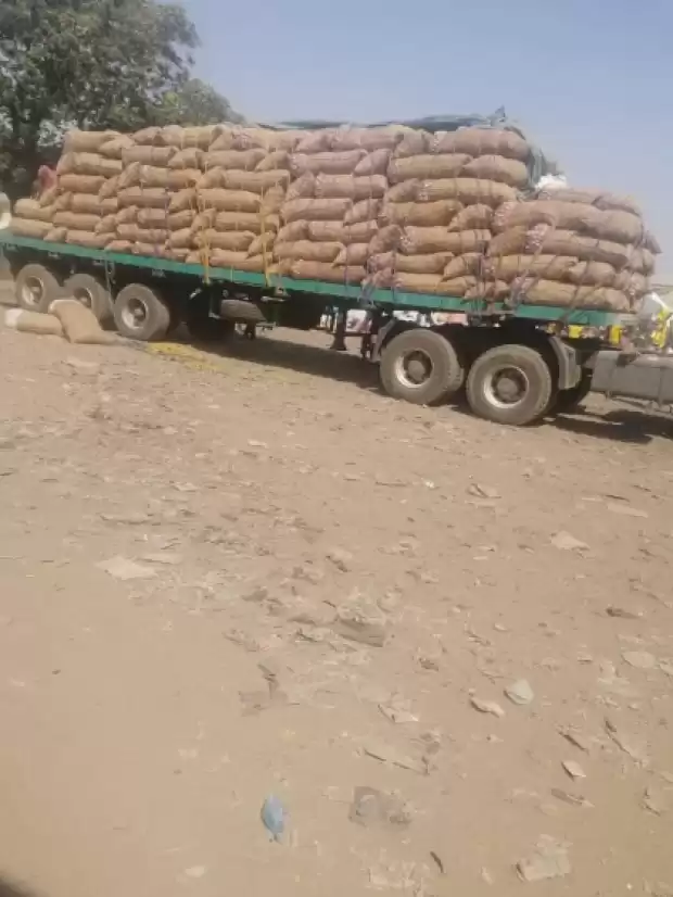 Oignons disponibles à Garoua en grande quantité | IZICAMER