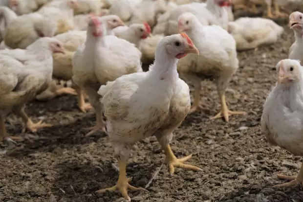 Poulet de chair