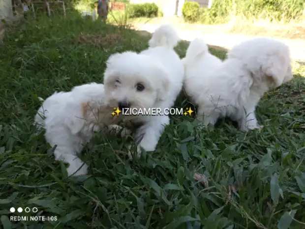 Chiots bichon maltais mâles a vendre