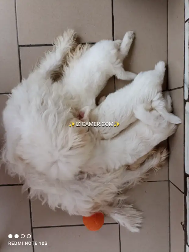 Chiots bichon maltais mâles a vendre | IZICAMER