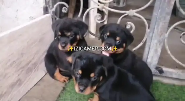 Chiots rottweiler nés des parents pure race importés