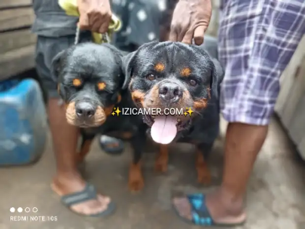 Chiots rottweiler nés des parents pure race importés | IZICAMER