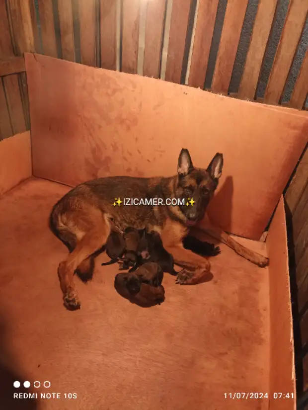 Chiots Berger Belge Malinois