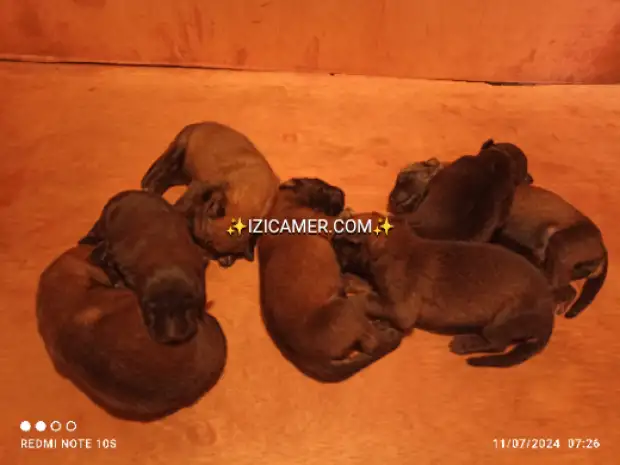 Chiots Berger Belge Malinois | IZICAMER