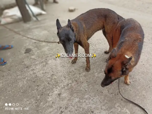 Chiots Berger Belge Malinois | IZICAMER