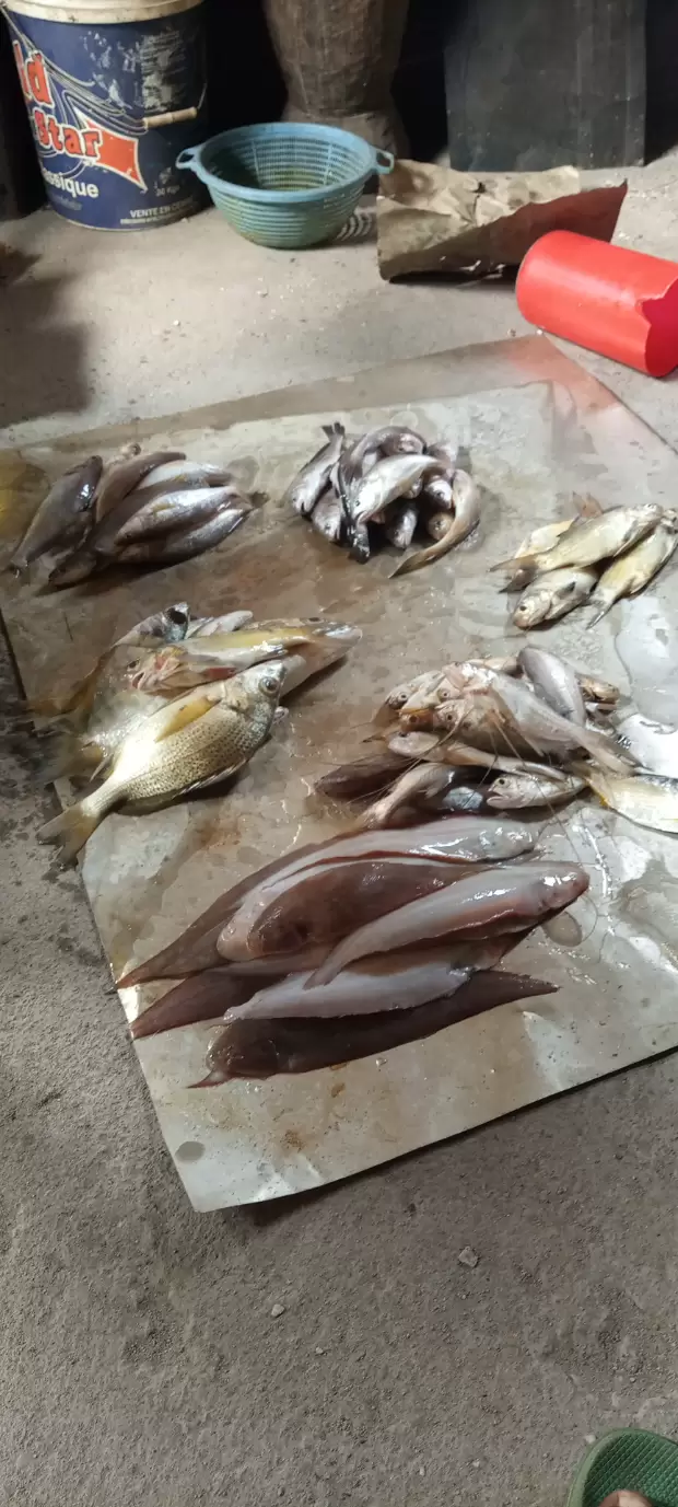 Poisson bio friture de kribi