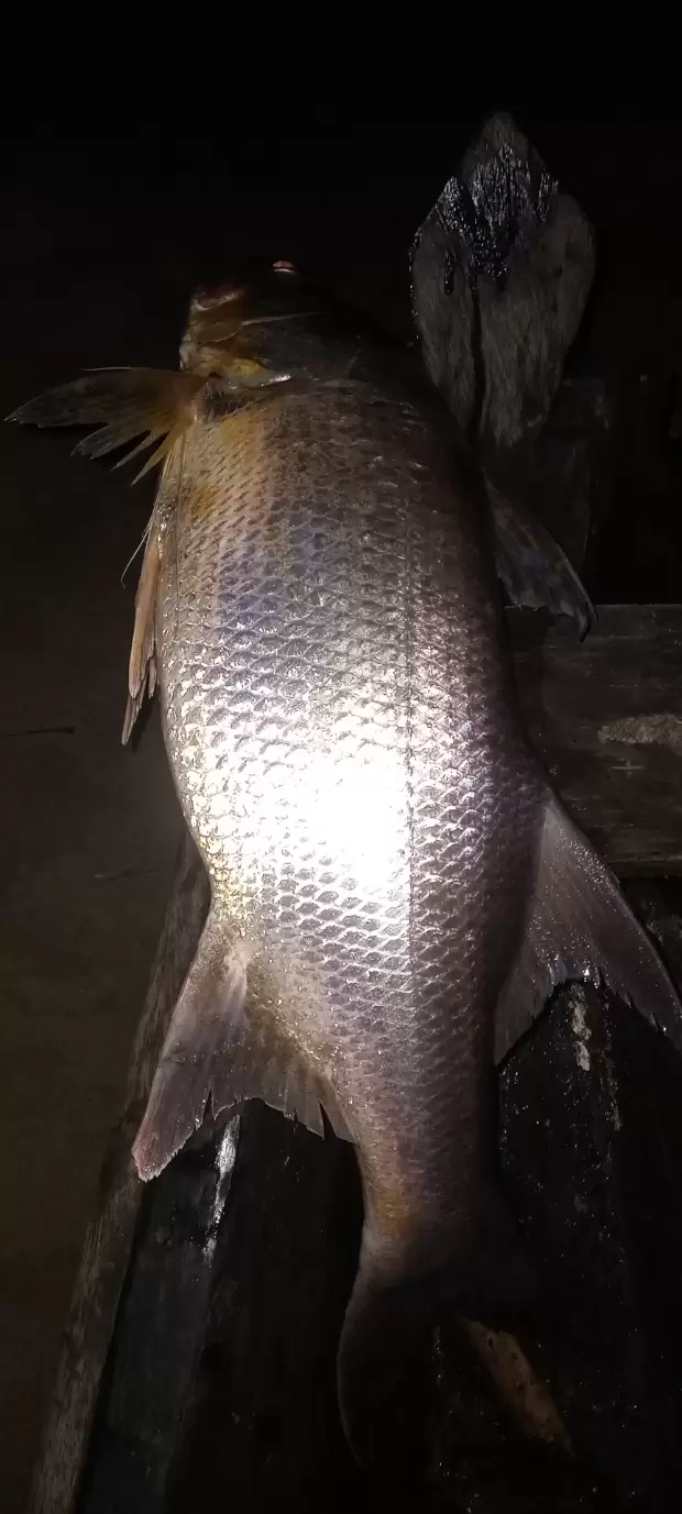 Poisson bio kribi | IZICAMER