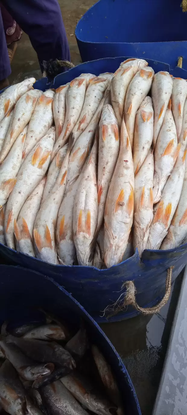 Poisson bio kribi | IZICAMER