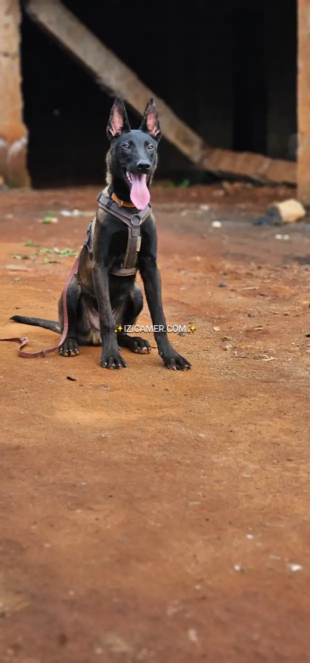 chiot berger belge malinois