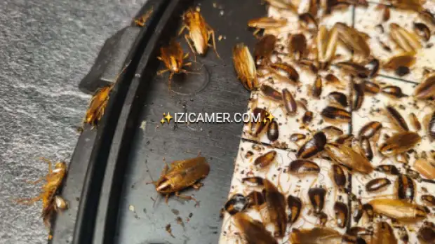 spray anti insecte lute efficacement contre les punaises de lit ,les cafards, les moustiques, etc. | IZICAMER