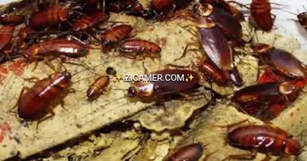 spray anti insecte lute efficacement contre les punaises de lit ,les cafards, les moustiques, etc. | IZICAMER