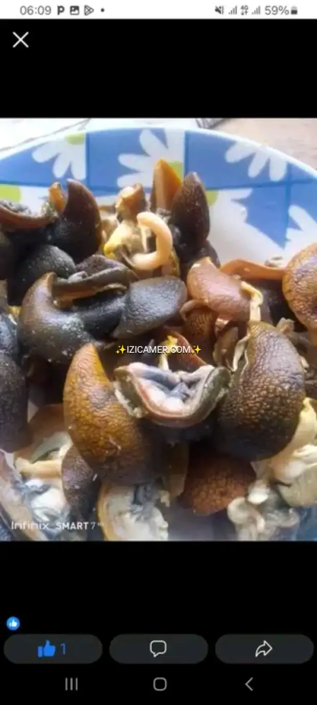 Viande d escargots