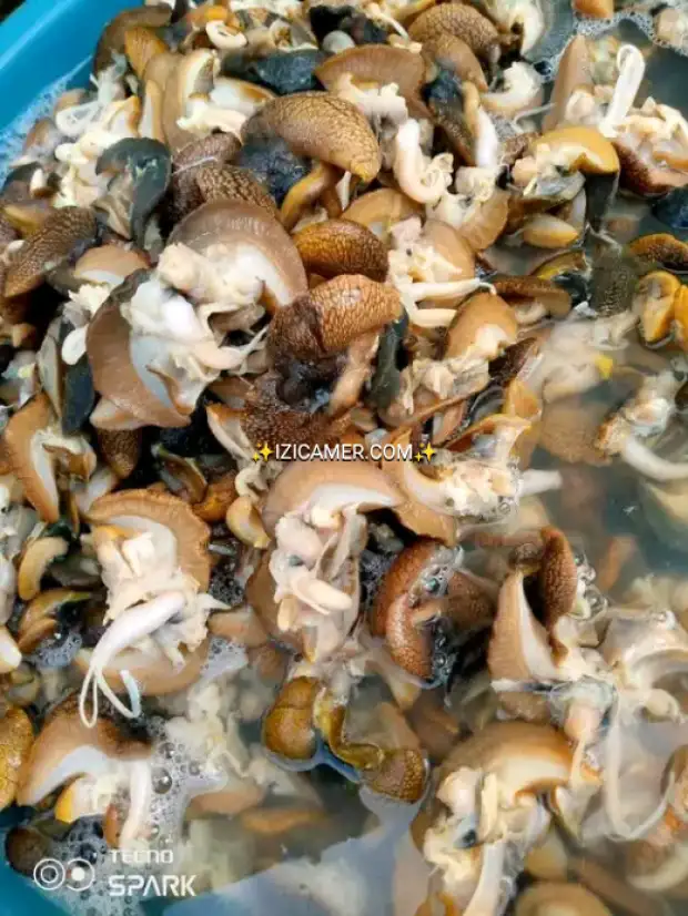 Viande d escargots | IZICAMER